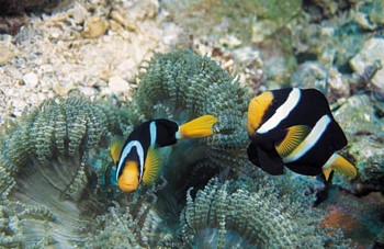 under the sea fish