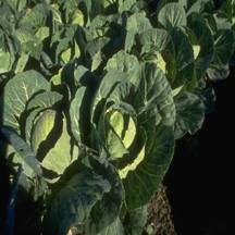 cabbage food facts photo of cabbage plants growing