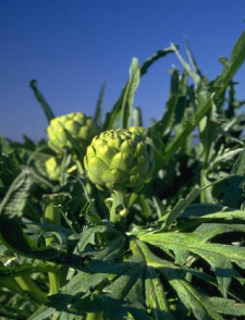 how does an artichoke grow picture of an artichoke plant