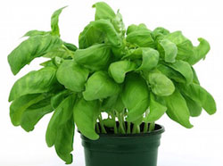 herbs in windowsill