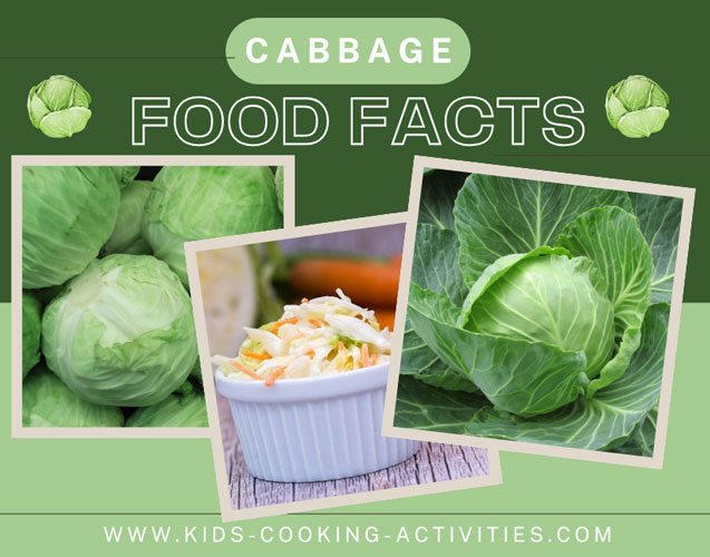 cabbage food facts photo of cabbage plants growing 