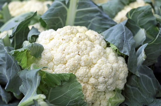 cauliflower growing