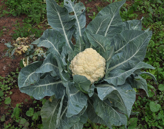 cauliflower growing