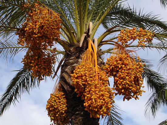 date palm tree