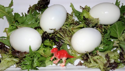 dinosaur eggs
