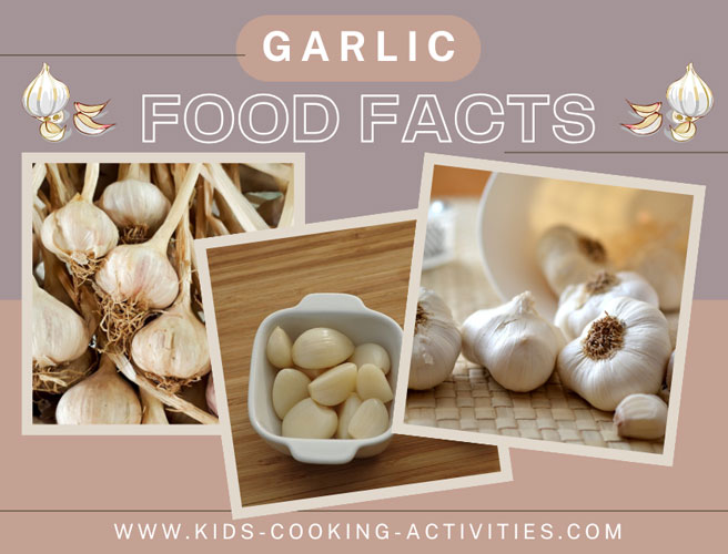 garlic food facts photo of garlic bulb and garlic cloves