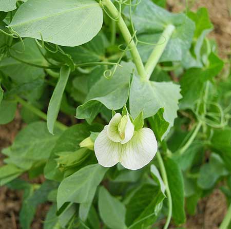 green pea plant