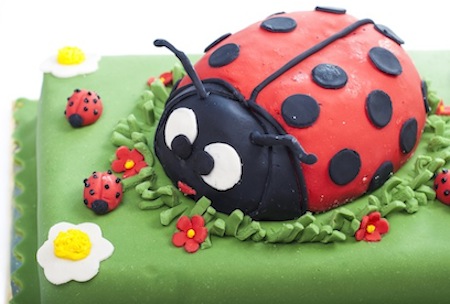 ladybug