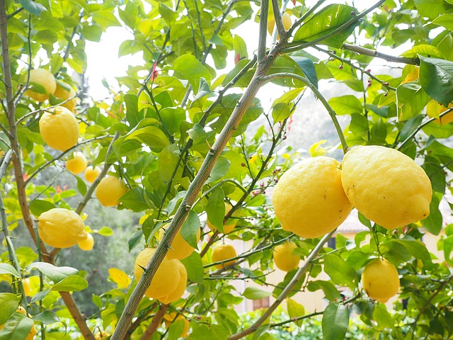 lemon tree