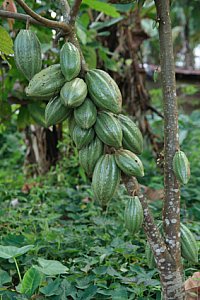 cocoa bean plant