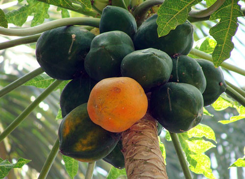 papaya tree