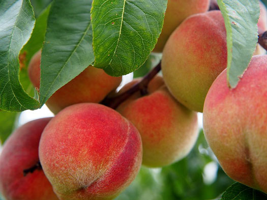 Peaches Information and Facts