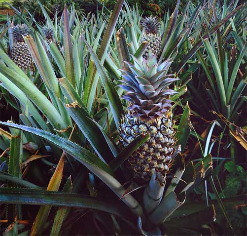 pineapple plant growing