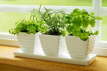 herbs in windowsill