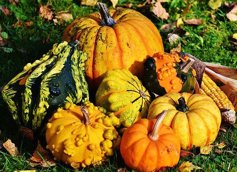 pumpkins