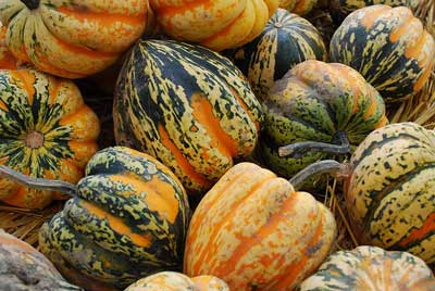 acorn squash