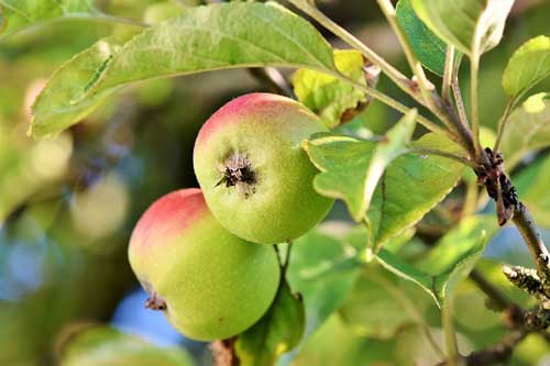 apple tree 