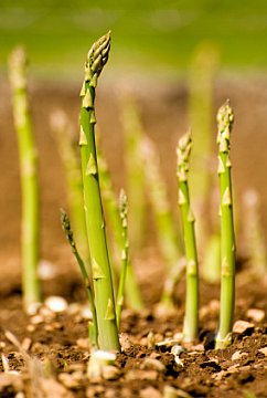 asparagus growing