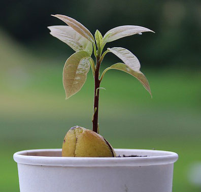 avocado plant