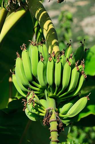 banana plant growing