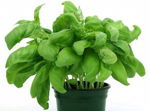 basil plant