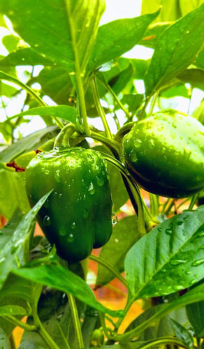 peppers growing