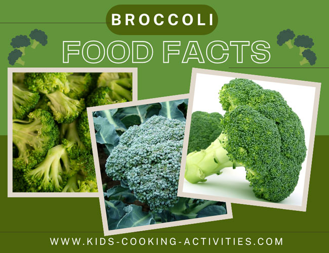broccoli food facts picture of broccoli floret