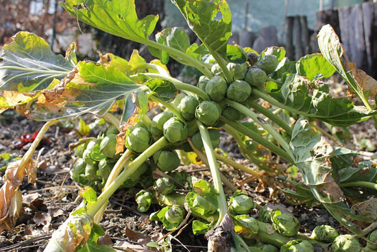 growing brussel sprouts