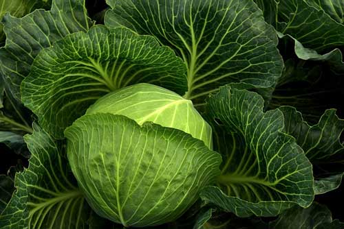 cabbage food facts photo of cabbage plants growing 