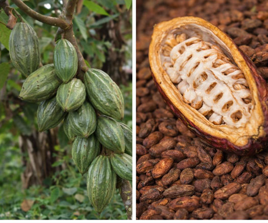 cacao tree and beans- CHGT