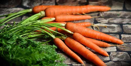 bunch of carrots