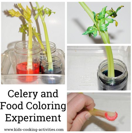 celery and food coloring experiment