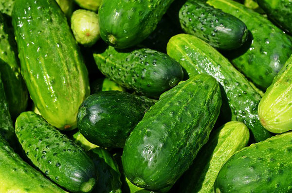Cucumber food facts picture of a cucumber on the vine