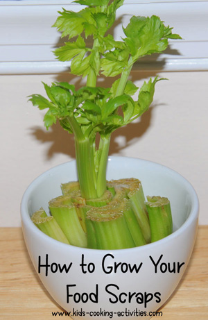 grow celery from food scraps