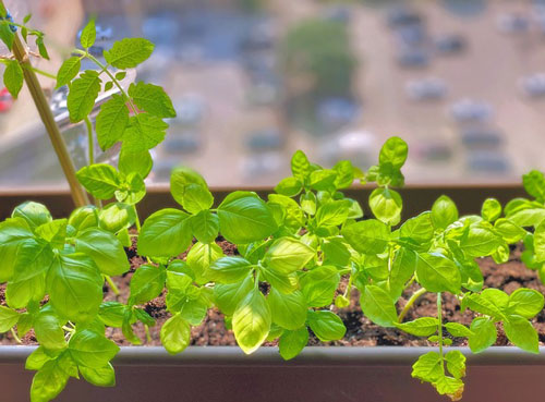 growing basil