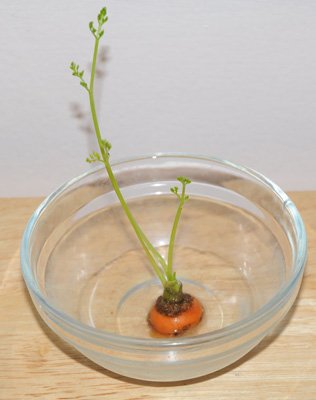 growing carrot