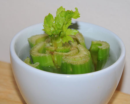 growing celery