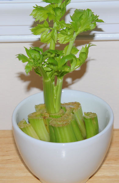 growing celery