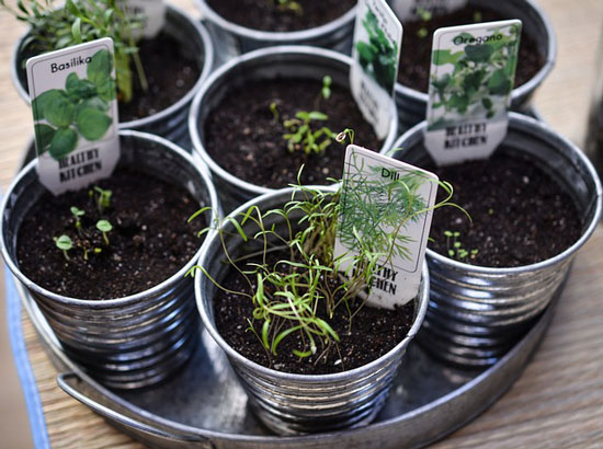 starting herb garden 