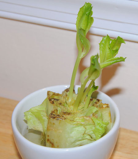 growing lettuce