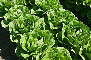 lettuce growing in rows in the garden