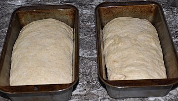 loaves ready