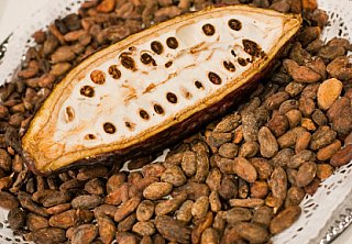 cocoa bean plant open with cocoa beans