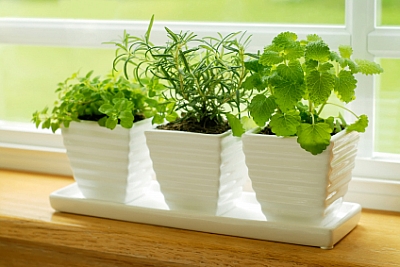 starting herb garden on windowsill