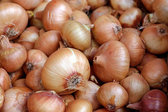 onion food facts picture of onions