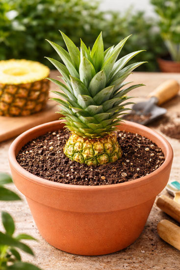 Growing pineapple top