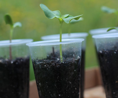 planting dirt cups