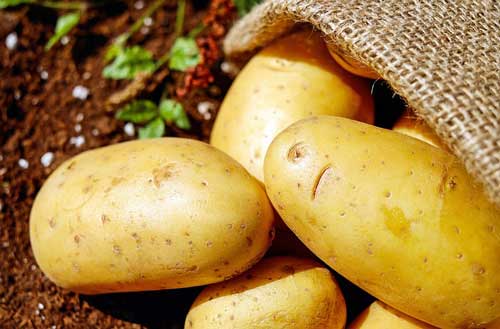 potato food facts, picture of potatoes