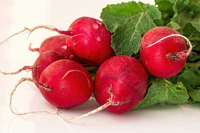 radish food facts, picture of a group of radishes