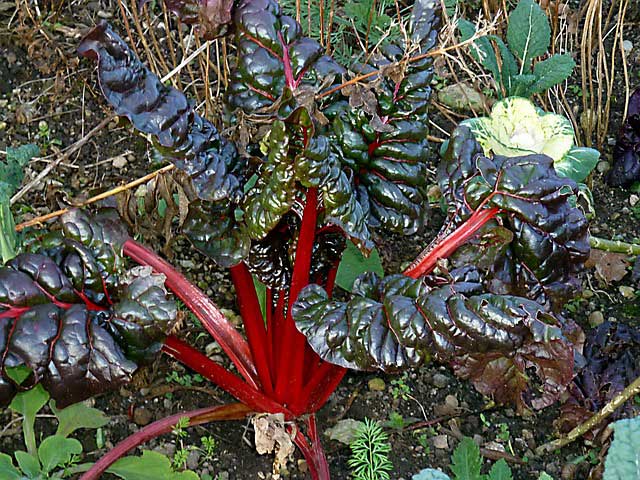 rhubarb plant